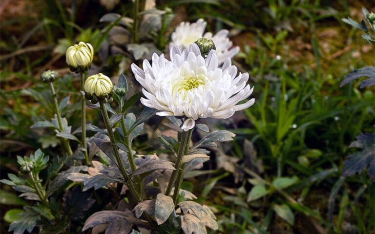 Flowers That Symbolize Death