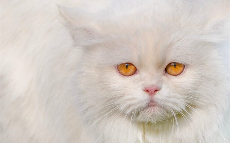 What Do Cats Mean Spiritually