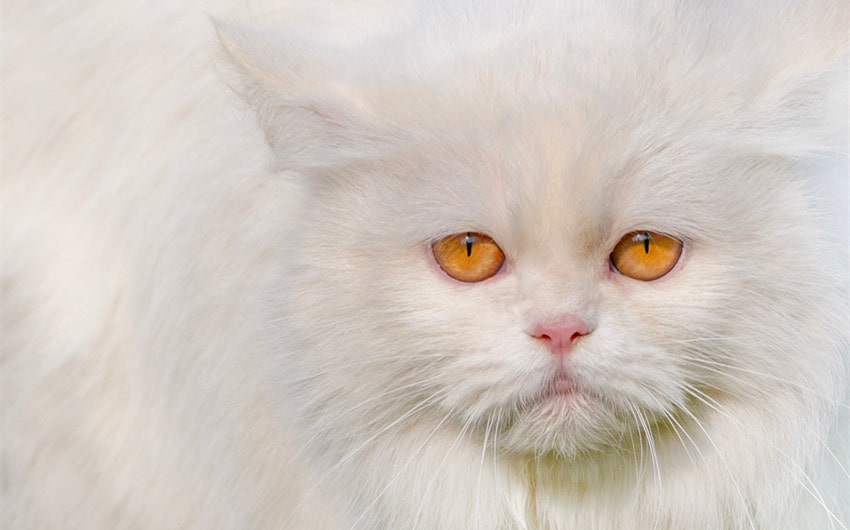 What Do Cats Mean Spiritually